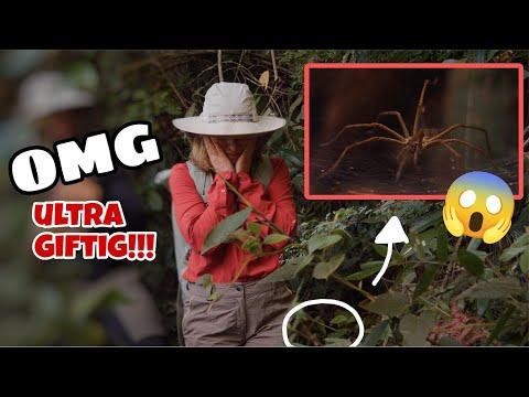 OMG alles ultra GIFTIG 😱🕷️ 8 Stunden im tropischen Regenwald (!!) | Bibi