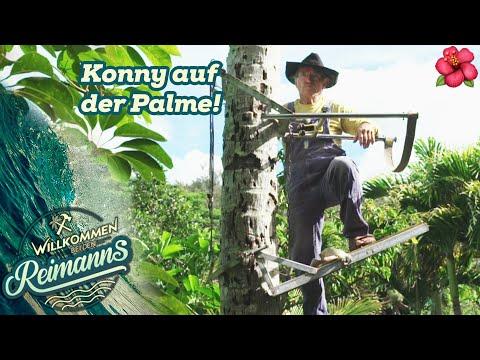 Konny wird auf die PALME gebracht! 🌴 Haarschnitt für die Kokos-Palmen | Willkommen bei den Reimanns