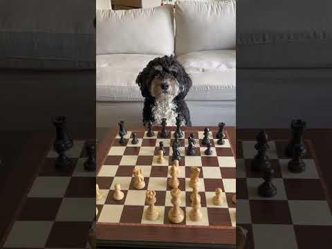 Check The Dog