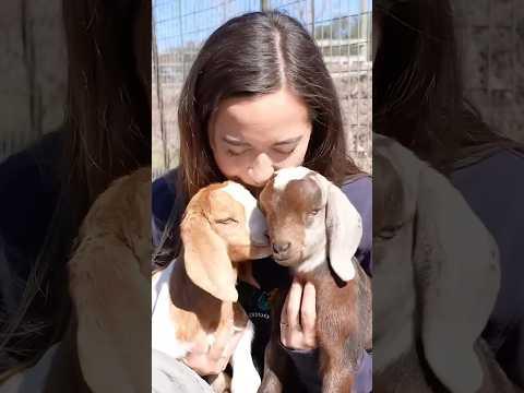 baby goat heaven 🥰