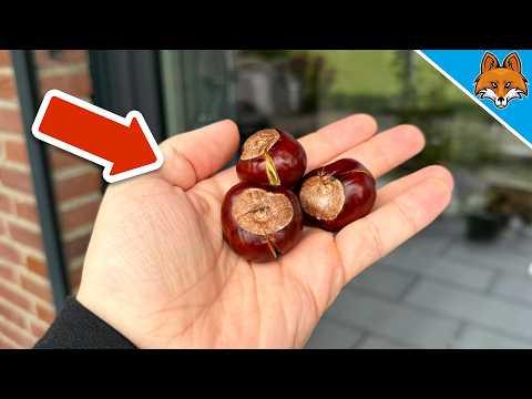 Lege eine geöffnete Kastanie hinter Fenster & Türen und STAUNE WAS PASSIERT🤯💥