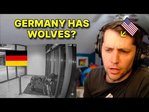 WOLF ATTACK IN GERMANY