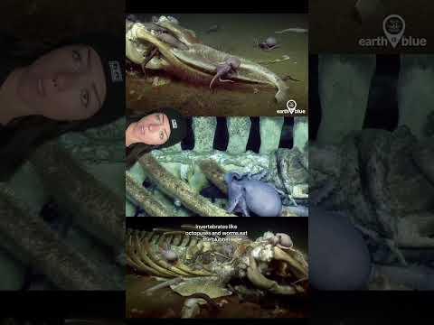 whale falls are sick #deepsea #whalefall #themoreyouknow