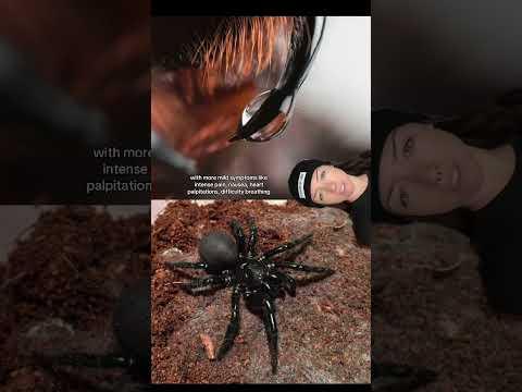 absolutely no thanks #arachnophobia #spooky #wildlife #animals