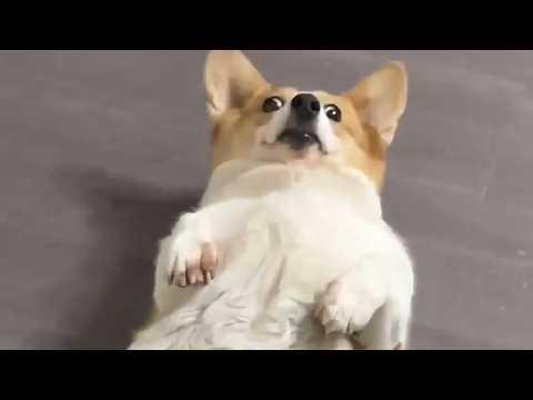 UNUSUAL MEMES COMPILATION V370