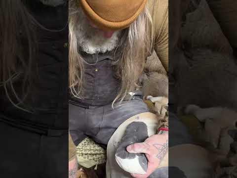 The MOST WIDELY Used TOOL In HISTORY #survival #neanderthal #survival #paleolithic #archeology