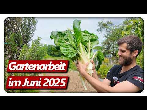 Gartenarbeit Juni | Knoblauchblüten entfernen, XXL Radieschen, Erdbeeren ernten, Mangold & Läuse