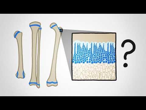 Why Don't Our Bones Keep Growing Forever?