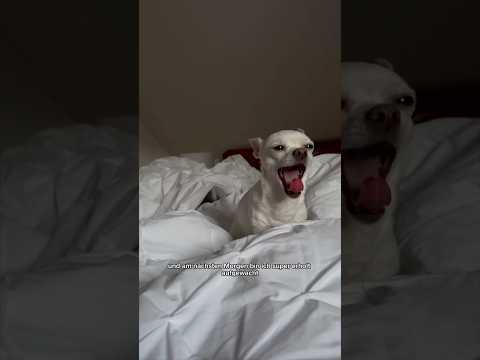 Zuris erstes Video 🐶 Chihuahua im Urlaub #ViktoriaSarina