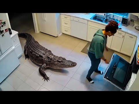 Wilde Tiere dringen in Städte ein und werden dabei gefilmt