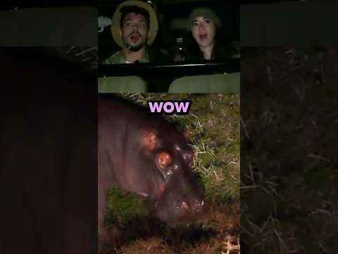 The sleeper builds of the animal kingdom 🦛