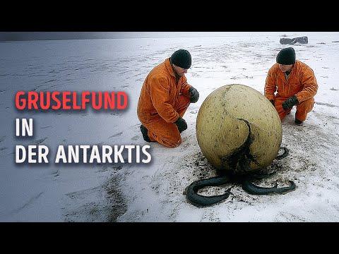 Wissenschaftler fanden ein mysteriöses Seeungeheuer-Ei in der Antarktis