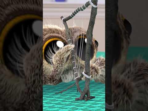 Lucas the Spider's Song for Findley #friends #lucasthespider
