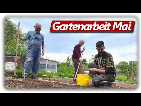 Gartenarbeit Mai | Läuse bekämpfen, Erbsen aussäen, Knoblauch düngen, Kartoffeln legen, Pilzbeet