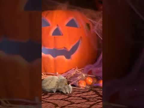 The IMPOSTER #lucasthespider #halloween #boo