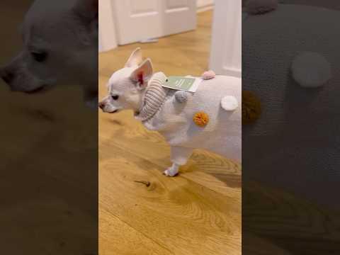 VERBOTEN NIEDLICH 🥹 Zuri in viel zu großem Pullover #ViktoriaSarina