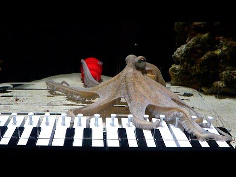 I'm a bit stuck teaching my octopus, Takoyaki, how to play piano. But this is what he can do so far. I think I’ll reduce the number of keys and make it a bit more playable for the next version of the piano. I've tried all kinds of tricks—keys with LED lights inside (he hated those), keys that move, even keys with a fake crab inside. But it seems like he likes this piano the most: a piano with levers that wiggle.
I've been trying to teach him Under the sea. But it's tricky, because in the middle of songs