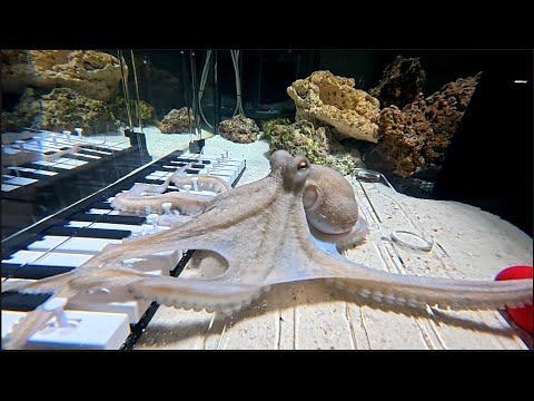 Engineers! I need your help figuring out how to teach my octopus piano. This video I show all the attempts and piano designs I have created for Takoyaki. Let me know in the video what I should try to finish this video!