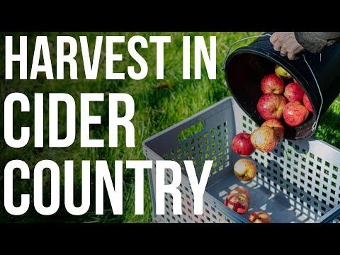 Did you know it's British Cider week? We don't talk much about cider on the channel, but it's a bit of a passion and side quest for me. 

A few years ago, when I was researching for A Year in Beer, I was lucky enough to spend a few days with the wonderful folks of Little Pomona. It was during harvest, a busy but beautiful time of year when most of the day is spent driving around orchards checking up on trees to see when they will hit peak ripeness and need picking. I learned a huge amount about both the mak