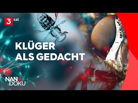 Achtung, es folgt eine kleine Kanalempfehlung: Auf dem Kanal unserer Kollegen von NANO bekommt ihr jede Woche spannende Einblicke in die Wissenschaft! Zum Beispiel diese Doku über die Superhirne und Spezialfähigkeiten von Insekten 🪰: https://www.youtube.com/watch?v=mUtT9...

Reinschauen lohnt sich!
