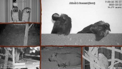 Animal Ambassador 24/7 Live Cams | !alveus !schedule !vid !merch !cams !feed !hat