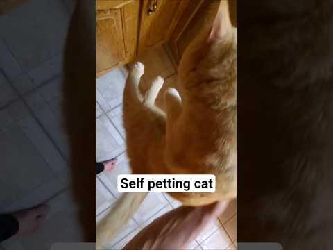 self-petting cat