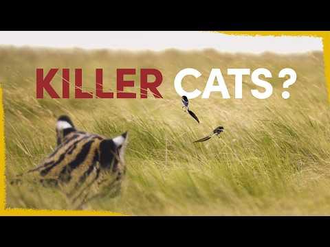 Why We're Releasing Ocelots To Save a Rare Bird