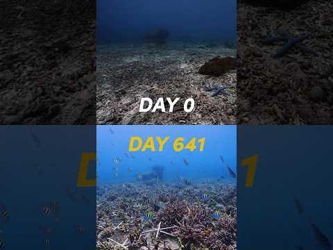 We created a coral reef - now its full of life