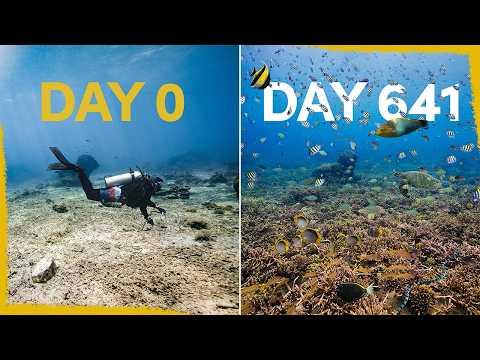 We built a coral reef - now nature took over